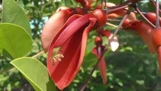 ÁRBOL CORAL Erythrina cristagalli wwwriomoroscom [upl. by Nola906]