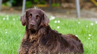 German Spaniel Deutscher Wachtelhund [upl. by Roscoe]