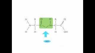 Hydrolysis of a Dipeptide [upl. by Erasmus]