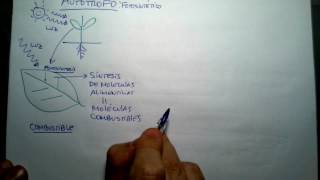 Autótrofos y heterótrofos conceptos básicos [upl. by Ahsakal745]