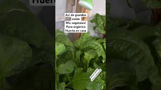 Huerto en casa garden gardening plants vegetables [upl. by Ardnos]