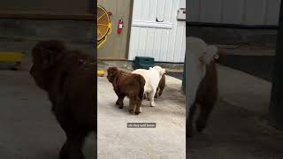 Mini cows go explore the barn on their own highlandcattle minicows cuteanimals babyanimals [upl. by Gytle]