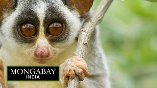 The slender loris struggles to canopies in Bengaluru [upl. by Otila628]