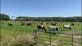 Herd behaviour  happy grazing cows [upl. by Nnylecyoj695]