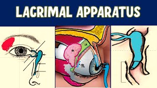 LACRIMAL APPARATUS Anatomy Explained [upl. by Eppesiug]