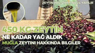 Muğladaki Zeytinyağı Fabrikasında 450 Kilo Zeytinden Ne Kadar Zeytinyağ Çıktı  Şaşırtan Sonuç [upl. by Maite]