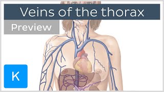 Veins of the thorax preview  Human Anatomy  Kenhub [upl. by Enitsed]