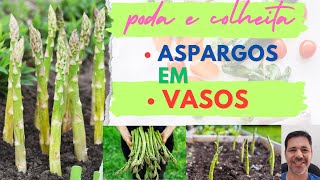 Assista e Aprenda Técnicas de Poda para Maximizar a Produção de Aspargos em Pequenos Espaços [upl. by Eislel]