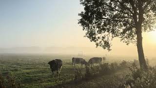 Stieren tijdens een mistige zonsopkomst [upl. by Leilani]