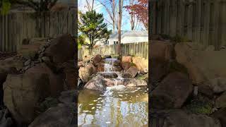 Revealing Our Renovated Baltimore Fish Pond [upl. by Tugman]