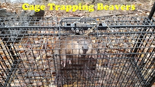 Cage Trapping Beavers [upl. by Arimay]