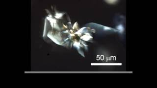 Microscopy of selfoscillation of the crystalline assembly  DOI 101002anie201600218 [upl. by Euton541]