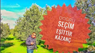 2019 da bahçeme hangi zeytin ağacını dikmeliyim  Akhisar Manisa gemlik uslu domat ege [upl. by Boser]