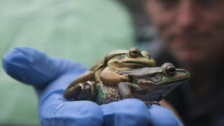 Australie des quotsaunasquot pour sauver des grenouilles dun champignon mortel  AFP [upl. by Takeo511]