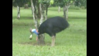 Cassowary jumping [upl. by Verity]