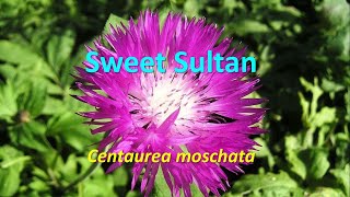 Flowering annuals Centaurea moschata Sweet Sultan [upl. by Lettie]