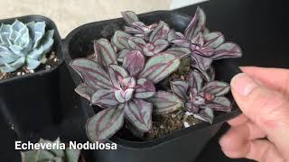 Echeveria Propagation and My Echeveria Collection Update March 2019 [upl. by Anoet407]