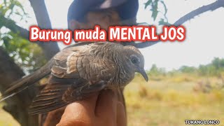 mikat burung perkutut SUARA BESAR‼️ [upl. by Bigg]