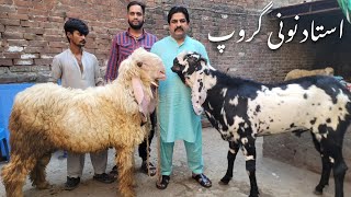 Extraordinary Amritsari Beetal amp Kajla Chatra of Ustad Noni Gujjar Lahore Qurbani2025 [upl. by Arihaj]