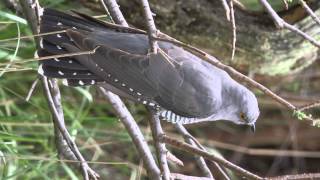 Κούκος  Cuculus canorus  Cuckoo [upl. by Enylhsa]