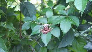 Barn Orb Spider Araneus cavaticus vs Carpenter Ant Camponotus [upl. by Cerveny281]