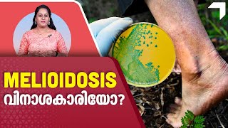 മെലിയോഡോസിസ് രോഗം വിനാശകാരിയോ  Melioidosis Disease  Kerala [upl. by Chantal]