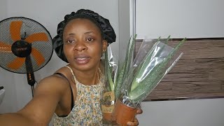 Unboxing fresh Aloe Vera with me [upl. by Nagam65]