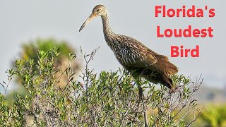 Limpkin The Calls and Sounds of Floridas Loudest Bird [upl. by Elockin862]