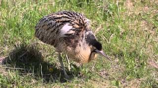 Great Bittern male song [upl. by Anazraf]