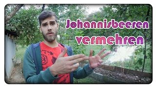 Johannisbeeren durch Stecklinge vermehren [upl. by Ilarrold]