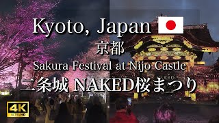 April 4 2024 🌸 Sakura Festival at Nijo Castle in Kyoto Japan  Cherry Blossom Illuminations【4K】 [upl. by Edalb]