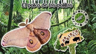 El polvo de las polillas  Un polvo que puede hacer que vuelen  Zoológico virtual  ¿Sabias Qué [upl. by Leeann]