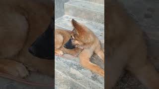 Cute puppy eating after rest shortsshortvideocutepuppyeatingafterrest [upl. by Edris]