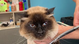 Long Haired Siamese  Balinese Cat Grooming [upl. by Tereb]