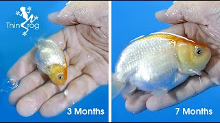 Goldfish Fry Growth from 1st day to 7 months [upl. by Eicam155]