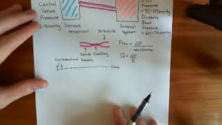 Haemodynamic Shear Stress Part 2 [upl. by Aytnahs]