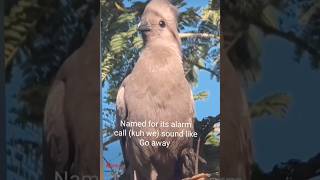 Grey go awaybirdsweirdestbirdsoundmamatv [upl. by Nathanil]