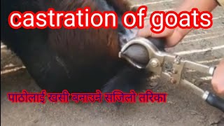 Close Method Goat Castration Efficacy amp Safety in veterinaryclose method castration in male goats [upl. by Nnayllek]