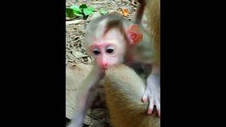 monkeyforest animalmonkey animals monkeyhouse monkey monkeynatur primate cute [upl. by Cecile]