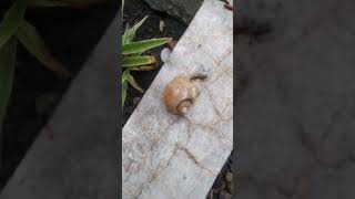 Snails start to come up onto land in the rainy season siput snail animalshorts animal [upl. by Faline]