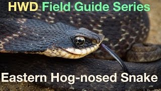 HWD Field Guide Series Eastern Hognosed Snake [upl. by Ecinahs799]