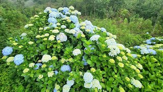 Hydrangea Garden  AKüle Kigwema Village  Merama Potato Farm [upl. by Notpmah362]