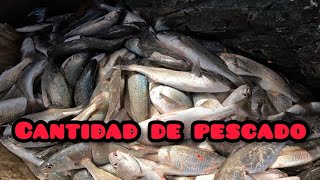 gran cardumen de peces [upl. by Nivlak893]