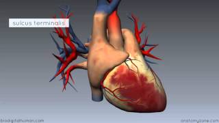 Heart Anatomy  Right Atrium  3D Anatomy Tutorial [upl. by Lateh]