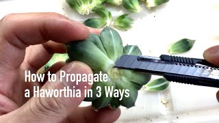 How to Propagate a Haworthia in 3 Ways [upl. by Avram]