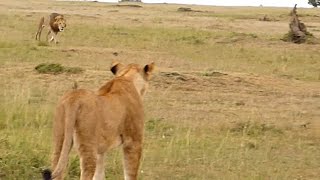 Big male lion shows lioness how to deal with hyenas [upl. by Acinemod658]