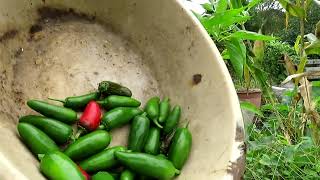 Hot Pepper Harvest Jalapenos Habaneros [upl. by Aivull]