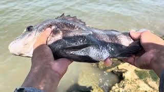 Pesca en bracken Beach Galveston  truchas y catan [upl. by Assenav92]