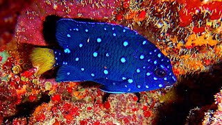 Facts The Yellowtail Damselfish Microspathodon chrysurus [upl. by Aimahs]