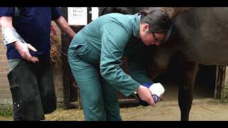 A practical guide to applying a poultice to a horse [upl. by Aynuat]